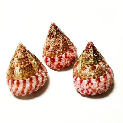 3 PC Red Banded Tower Shells Естествени конусовидни горни черупки Trochus Conus За за ваза Пълнеж за домашен декор， Сватбен плажен декор