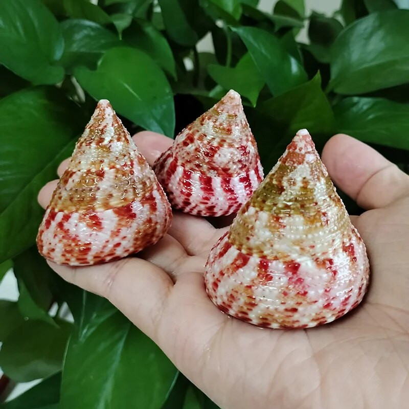 3 PC raudonos juostos bokšto kriauklės natūralūs kūgio formos viršutiniai kriauklės Trochus Conus, skirti vazų užpildui namų dekoravimui, vestuvių paplūdimio dekoravimui