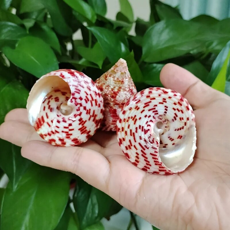 3 PC raudonos juostos bokšto kriauklės natūralūs kūgio formos viršutiniai kriauklės Trochus Conus, skirti vazų užpildui namų dekoravimui, vestuvių paplūdimio dekoravimui