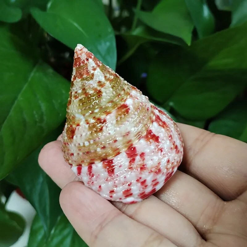 3 PC raudonos juostos bokšto kriauklės natūralūs kūgio formos viršutiniai kriauklės Trochus Conus, skirti vazų užpildui namų dekoravimui, vestuvių paplūdimio dekoravimui