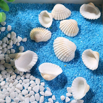 Φυσικά μίνι κοχύλια λευκής καρύδας DIY Μεσογειακό χτένι Ocean Sea Aquarium Landscape Crafts 10 τμχ ανά παρτίδα