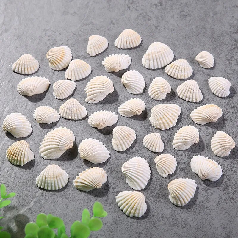 Természetes mini tengeri kagylók fehér kókusz DIY mediterrán fésűkagyló óceán tengeri akvárium táj kézműves 10 db tételenként