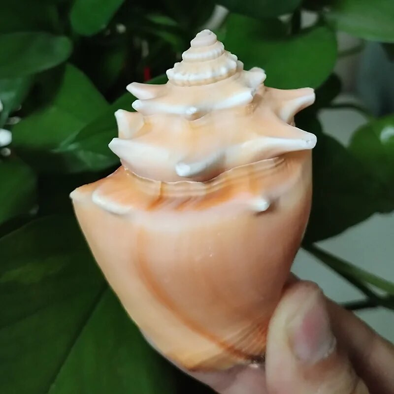 1 db Golden Fist kagylóhéj természetes növekedésű kagyló Lakásdekoráció Mikrotáj mediterrán díszek Példányok Tengerpart