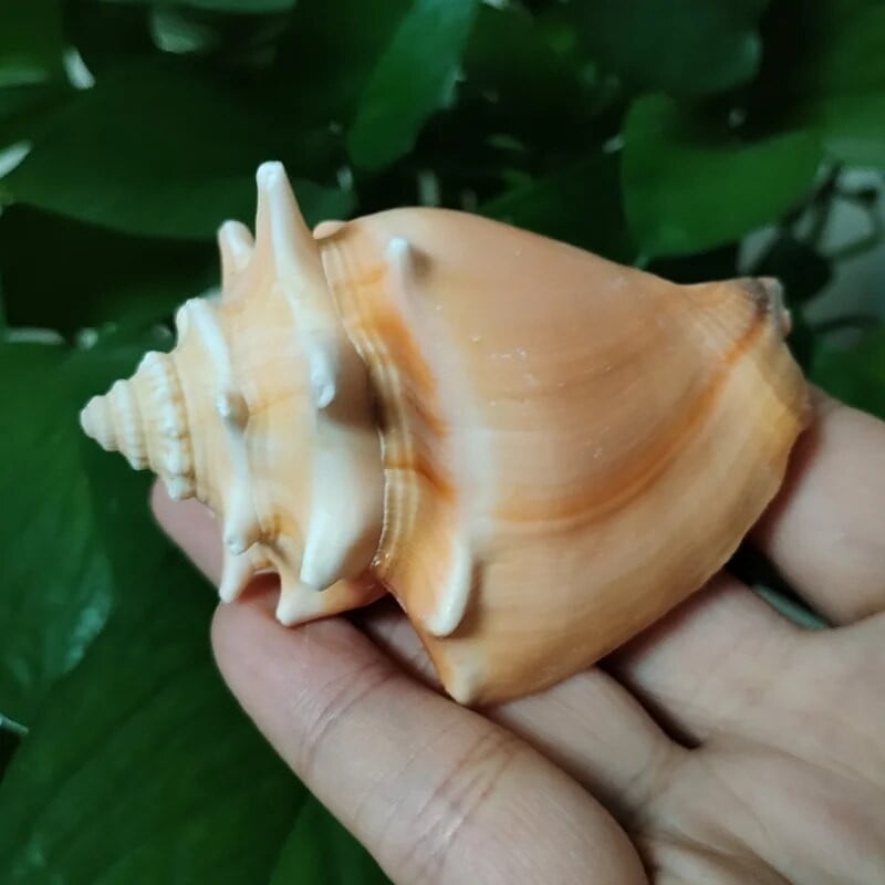 1 db Golden Fist kagylóhéj természetes növekedésű kagyló Lakásdekoráció Mikrotáj mediterrán díszek Példányok Tengerpart