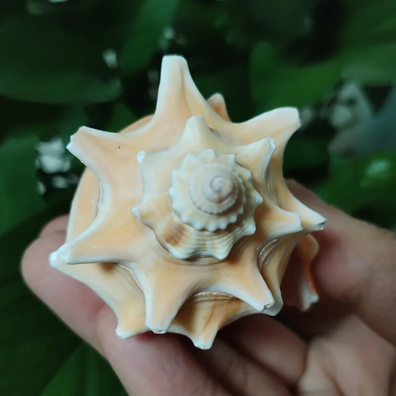 1 db Golden Fist kagylóhéj természetes növekedésű kagyló Lakásdekoráció Mikrotáj mediterrán díszek Példányok Tengerpart