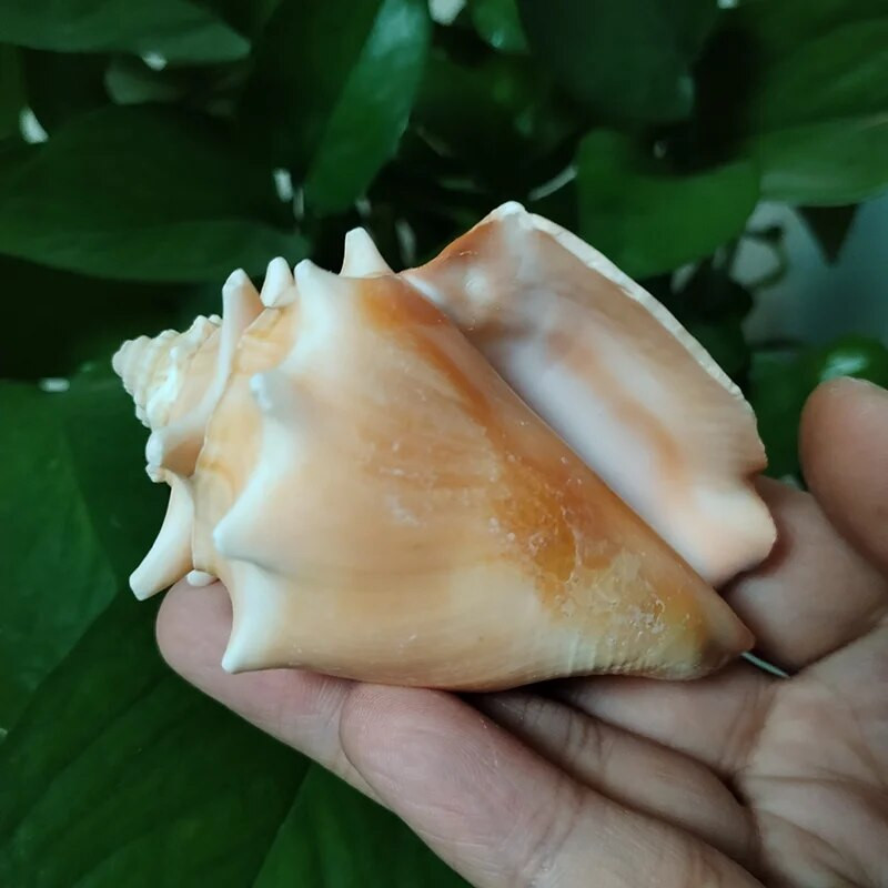 1 db Golden Fist kagylóhéj természetes növekedésű kagyló Lakásdekoráció Mikrotáj mediterrán díszek Példányok Tengerpart