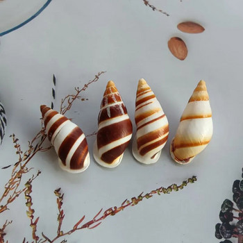 Natural Conch Brown ριγέ βούκινο Διακόσμηση Ενυδρείου Aquascaping Συλλογή Δείγμα Ερημίτης Καβούρι για σαλιγκάρι κοχυλιών