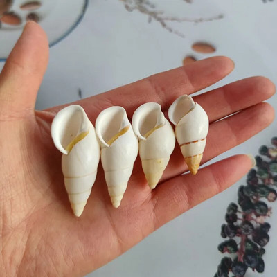 Natūralus kriauklė ruda dryžuota kriauklė akvariumo puošmena Aquascaping kolekcijos egzempliorius atsiskyrėlis krabas sraigėms