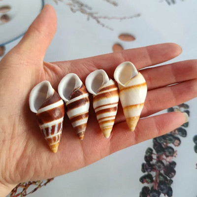 Natūralus kriauklė ruda dryžuota kriauklė akvariumo puošmena Aquascaping kolekcijos egzempliorius atsiskyrėlis krabas sraigėms