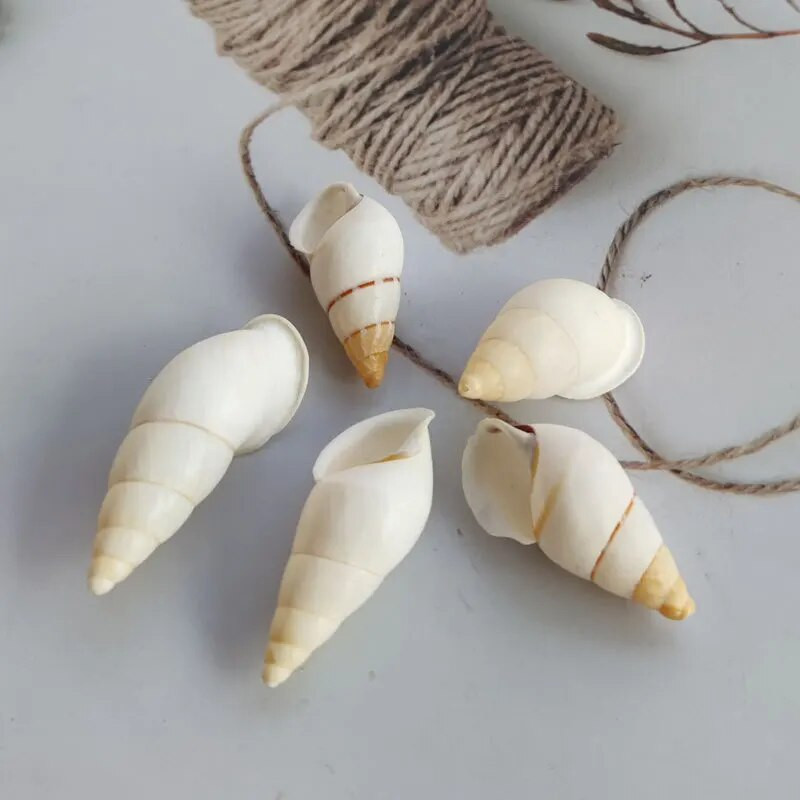 Natūralus kriauklė ruda dryžuota kriauklė akvariumo puošmena Aquascaping kolekcijos egzempliorius atsiskyrėlis krabas sraigėms