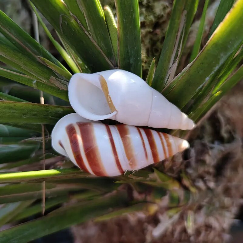 Natūralus kriauklė ruda dryžuota kriauklė akvariumo puošmena Aquascaping kolekcijos egzempliorius atsiskyrėlis krabas sraigėms