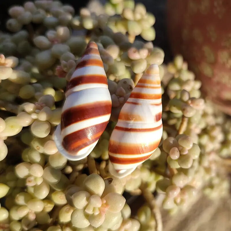 Natūralus kriauklė ruda dryžuota kriauklė akvariumo puošmena Aquascaping kolekcijos egzempliorius atsiskyrėlis krabas sraigėms