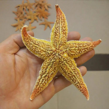 2 τεμ. Αποξηραμένο Starfish Sea Star Beach Craft Wedding Party Διακόσμηση σπιτιού