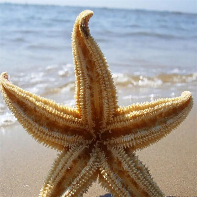 2db szárított tengeri csillag Sea Star Beach kézműves esküvői lakberendezés
