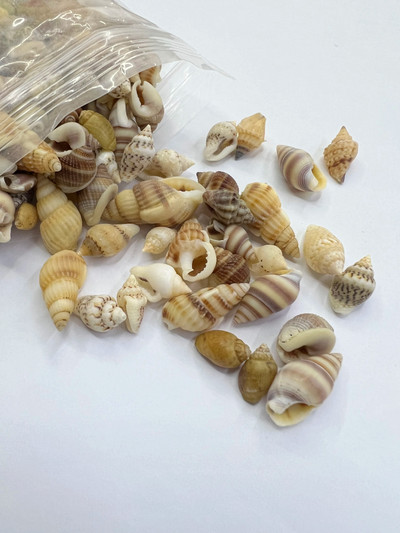 Natural Shell merikarp Tegude kaunistused Aksessuaarid Osad Ise ise Akvaarium Akvaarium Maastik Kodu mänguasjad Kaunistusmaterjal Väike merikarp