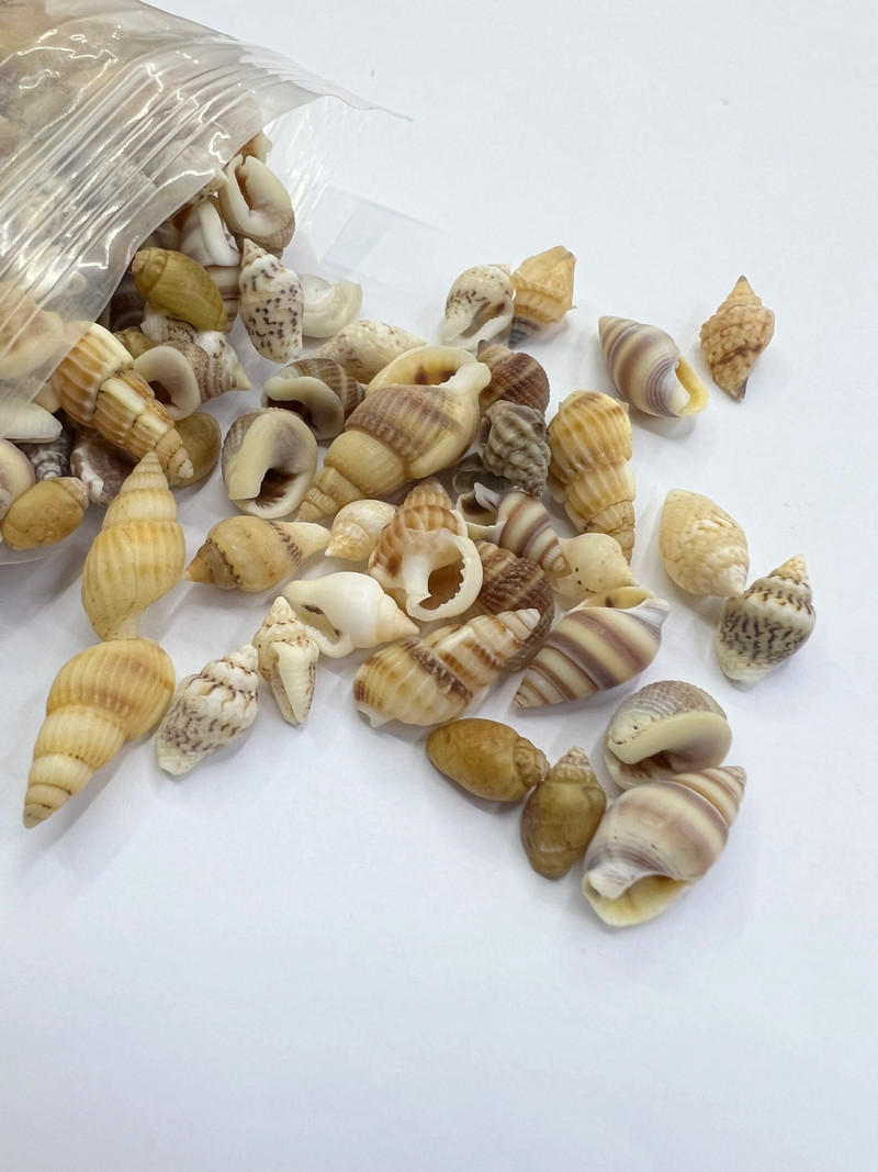 Natural Shell kagyló Csiga Díszek Kiegészítők Alkatrészek Barkácsolás Akvárium Akvárium Táj Otthoni játékok Dekorációs anyag Kis kagyló