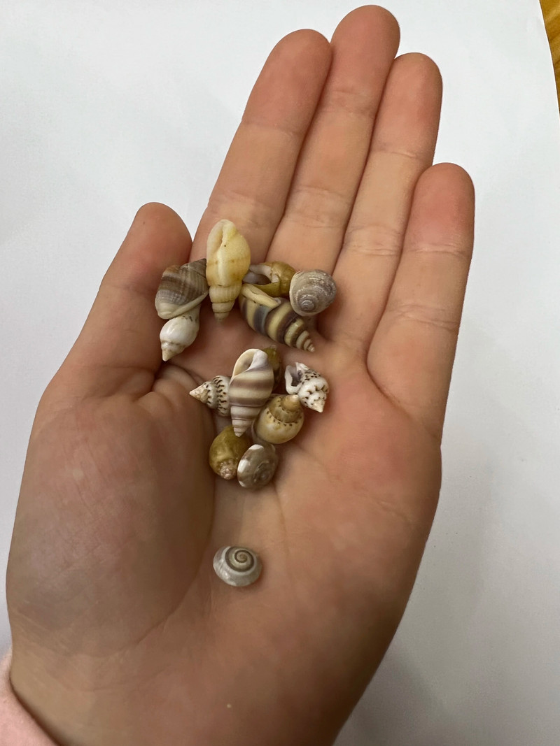 Natural Shell kagyló Csiga Díszek Kiegészítők Alkatrészek Barkácsolás Akvárium Akvárium Táj Otthoni játékok Dekorációs anyag Kis kagyló