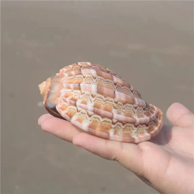 Looduslikud merekarbid Harf Conch 7–10 cm suured ookeanikarbid akvaariumi / kodukaunistusega kingitus karpide kollektsionääridele