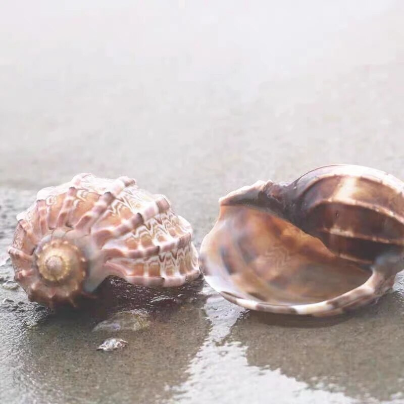 Prirodne školjke morske školjke Harfa školjka 7-10 cm velike oceanske školjke za akvarij/uređenje doma Poklon kolekcionarima školjki