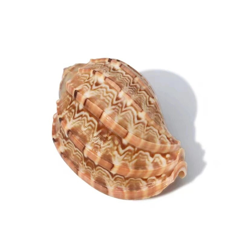 Prirodne školjke morske školjke Harfa školjka 7-10 cm velike oceanske školjke za akvarij/uređenje doma Poklon kolekcionarima školjki