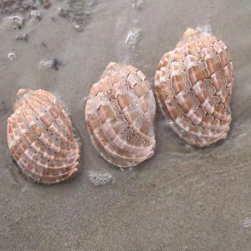 Prirodne školjke morske školjke Harfa školjka 7-10 cm velike oceanske školjke za akvarij/uređenje doma Poklon kolekcionarima školjki