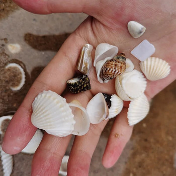 Φυσικό Mini Conch Mediterranean 1 Bag Interesting Color Mixed Real Small Sea Shells Aquarium Nautical Decorment