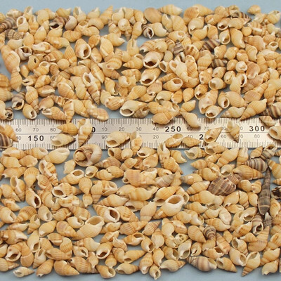 Prirodne mini školjke Mediteran 1 Vrećica Zanimljive miješane prave male morske školjke Ukrasi za akvarij Nautička dekoracija