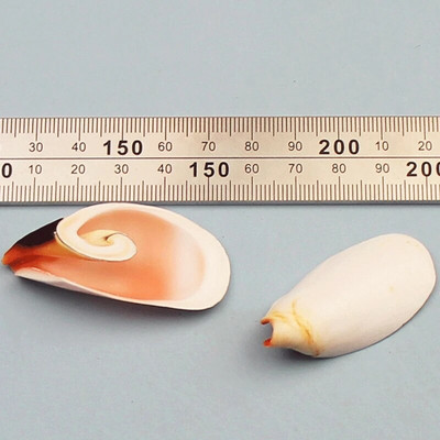 Prirodne mini školjke Mediteran 1 Vrećica Zanimljive miješane prave male morske školjke Ukrasi za akvarij Nautička dekoracija