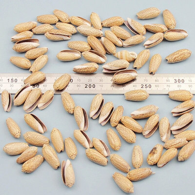 Prirodne mini školjke Mediteran 1 Vrećica Zanimljive miješane prave male morske školjke Ukrasi za akvarij Nautička dekoracija