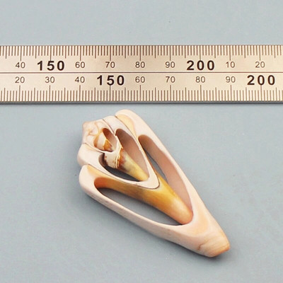 Prirodne mini školjke Mediteran 1 Vrećica Zanimljive miješane prave male morske školjke Ukrasi za akvarij Nautička dekoracija