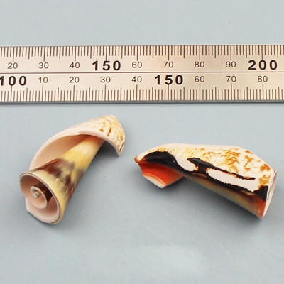 Prirodne mini školjke Mediteran 1 Vrećica Zanimljive miješane prave male morske školjke Ukrasi za akvarij Nautička dekoracija