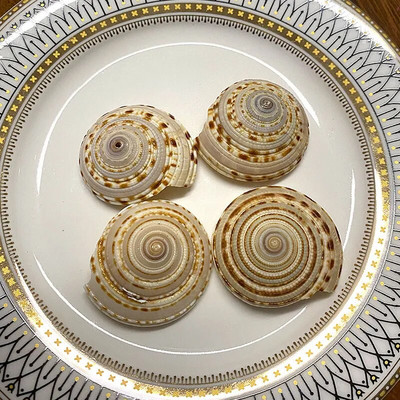 Prirodne mini školjke Mediteran 1 Vrećica Zanimljive miješane prave male morske školjke Ukrasi za akvarij Nautička dekoracija