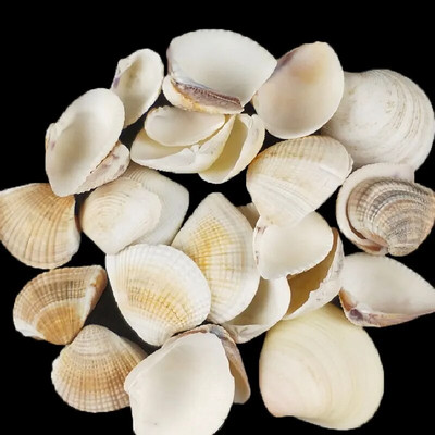 Prirodne mini školjke Mediteran 1 Vrećica Zanimljive miješane prave male morske školjke Ukrasi za akvarij Nautička dekoracija