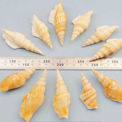 Prirodne mini školjke Mediteran 1 Vrećica Zanimljive miješane prave male morske školjke Ukrasi za akvarij Nautička dekoracija