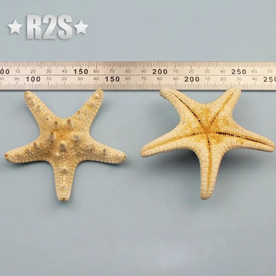 Prirodne mini školjke Mediteran 1 Vrećica Zanimljive miješane prave male morske školjke Ukrasi za akvarij Nautička dekoracija