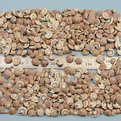 Prirodne mini školjke Mediteran 1 Vrećica Zanimljive miješane prave male morske školjke Ukrasi za akvarij Nautička dekoracija