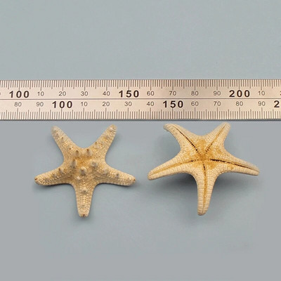 Prirodne mini školjke Mediteran 1 Vrećica Zanimljive miješane prave male morske školjke Ukrasi za akvarij Nautička dekoracija