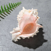1 db 5-10 cm-es natúr kagylóhéj Starlight Jade vörös csont kagyló Kézműves lakberendezési remete rák mediterrán óceán stílus