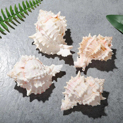 1 db 5-10 cm-es natúr kagylóhéj Starlight Jade vörös csont kagyló Kézműves lakberendezési remete rák mediterrán óceán stílus