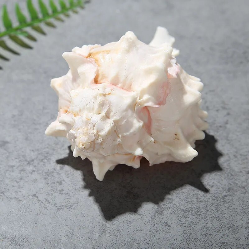 1 db 5-10 cm-es natúr kagylóhéj Starlight Jade vörös csont kagyló Kézműves lakberendezési remete rák mediterrán óceán stílus