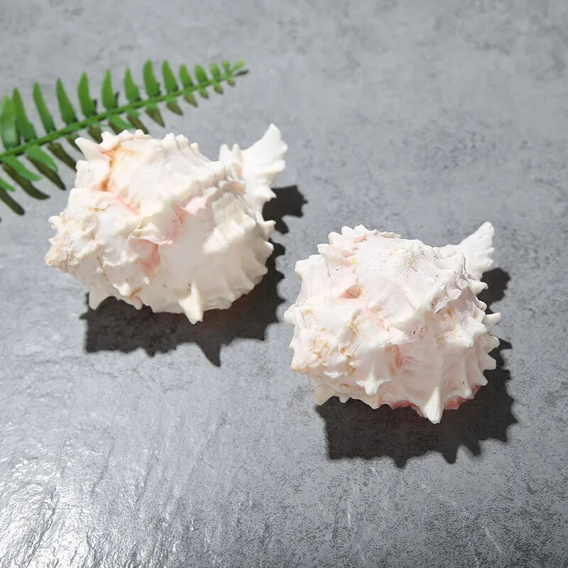 1 db 5-10 cm-es natúr kagylóhéj Starlight Jade vörös csont kagyló Kézműves lakberendezési remete rák mediterrán óceán stílus