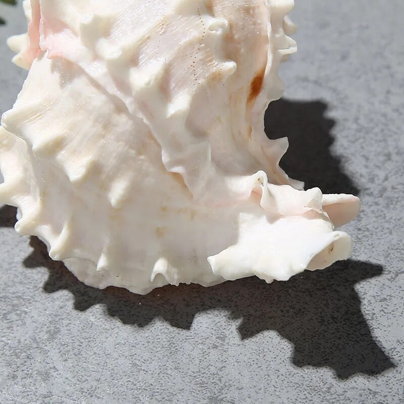 1 db 5-10 cm-es natúr kagylóhéj Starlight Jade vörös csont kagyló Kézműves lakberendezési remete rák mediterrán óceán stílus