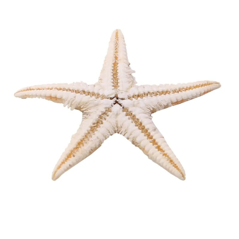 100 vnt. Natūralūs Starfish Seashell Beach Craft Natūralūs jūros žvaigždės „Pasidaryk pats“ paplūdimio vestuvių dekoravimo amatai Namų dekoro epoksidinė 1–3 cm