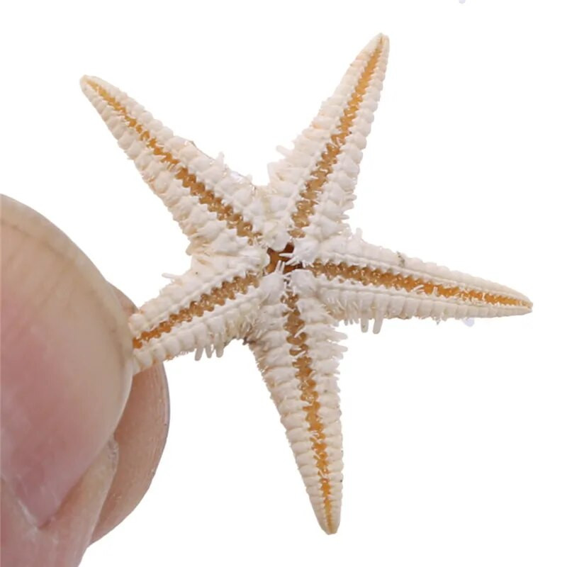 100 vnt. Natūralūs Starfish Seashell Beach Craft Natūralūs jūros žvaigždės „Pasidaryk pats“ paplūdimio vestuvių dekoravimo amatai Namų dekoro epoksidinė 1–3 cm